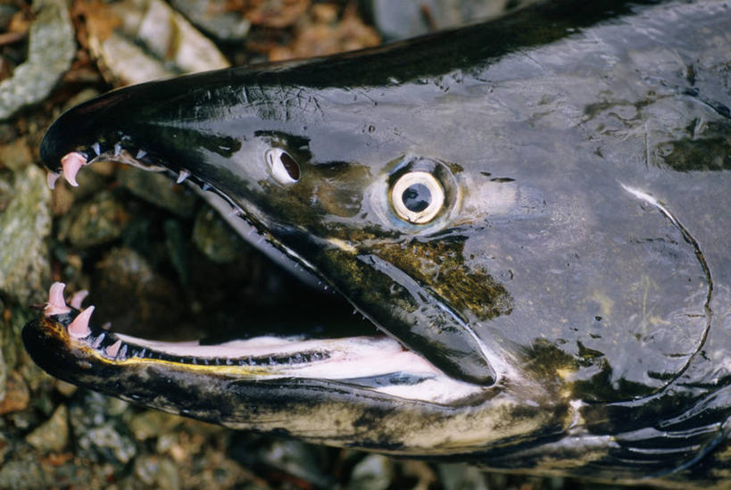 三文鱼,无人,横图,俯视,室外,特写,白天,旅游,度假,石头,美景,鲑鱼,加拿大,一条,阴影,光线,石子,影子,景观,娱乐,阳光,自然,张嘴,享受,休闲,景色,放松,大马哈鱼,死亡,北美,北美洲,猛烈,自然风光,美洲,凶猛,张大嘴巴,凶悍,撒蒙鱼,萨门鱼,冰海之皇,鲑,北亚美利加洲,亚美利加洲,马哈鱼,麻哈鱼,大麻哈鱼,勇猛,殒命,灭亡,厉害,银大麻哈鱼,卑诗省,不列颠哥伦比亚,不列颠哥伦比亚省,石块,岩石,张开嘴,半身,彩图,高角度拍摄,卑斯省