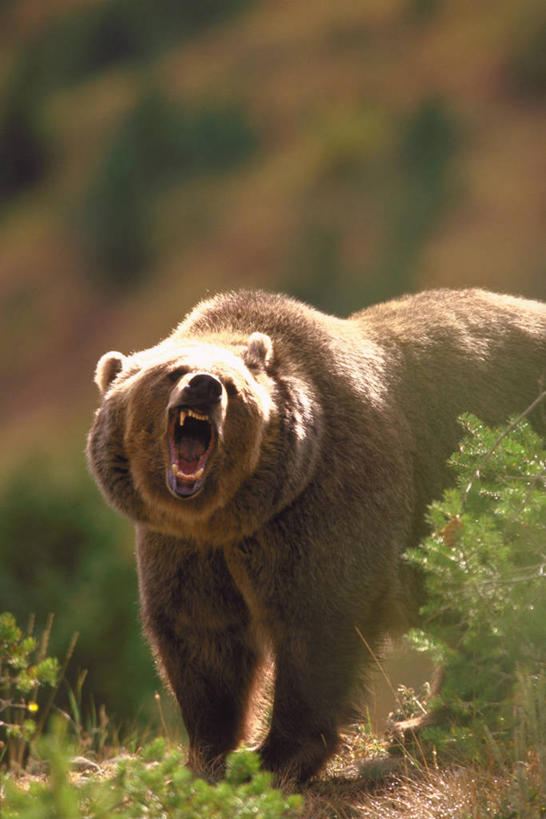 无人,站,竖图,室外,白天,正面,植物,野生动物,熊,阴影,朦胧,模糊,光线,影子,注视,一只,绿色,阳光,自然,动物,观察,看,站着,张嘴,生长,成长,观看,察看,猛烈,关注,嚎叫,凶猛,张大嘴巴,凶悍,勇猛,厉害,残暴,凶残,张开嘴,棕熊,马熊,站立,半身,彩图