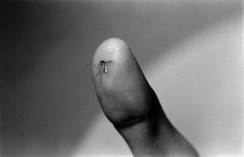 西方人,手,一个人,横图,黑白,室内,特写,白天,正面,蚊子,欧洲,欧洲人,仅一个男性,仅一个人,朦胧,模糊,细菌,昆虫,仅一个年轻男性,一只,动物,手部,单手,吸取,病菌,害虫,传染,四害,吸收,汲取,男人,男性,年轻男性,白种人,寻觅蚊,半身