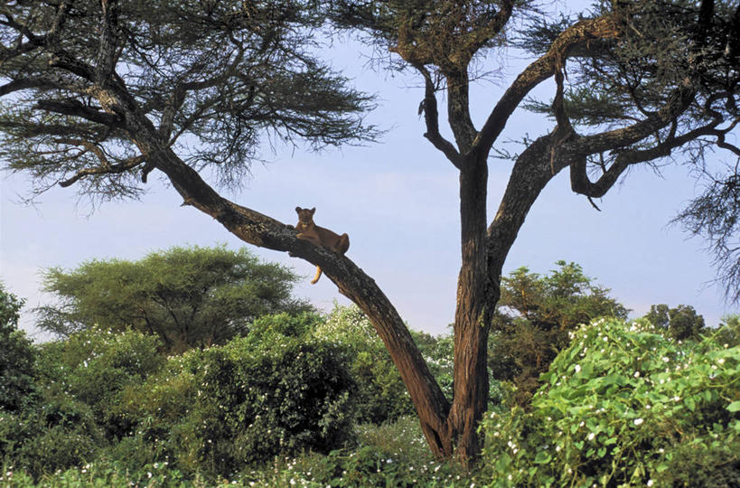 无人,公园,横图,室外,白天,仰视,旅游,度假,美景,植物,哺乳动物,野生动物,狮子,非洲,坦桑尼亚,阴影,光线,影子,景观,树桩,枝条,扭头,注视,娱乐,树,树干,树木,树枝,一只,蓝色,绿色,蓝天,天空,阳光,自然,动物,天,观察,看,趴着,转头,享受,休闲,木桩,景色,放松,生长,成长,观看,察看,国家公园,关注,自然风光,凶猛,东非,塞伦盖蒂国家公园,坦桑尼亚联合共和国,虬枝,枝杈,残暴,凶残,趴,彩图,低角度拍摄,全身,塞伦盖蒂