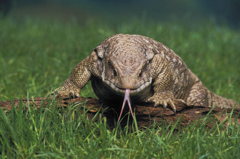 无人,横图,室外,特写,白天,正面,草地,草坪,美景,植物,野生动物,蜥蜴,阴影,朦胧,模糊,光线,影子,景观,树桩,注视,吐舌头,草,树,树干,一只,绿色,阳光,自然,动物,观察,看,趴着,伸舌头,吐舌,木桩,景色,观看,察看,关注,自然风光,石龙子,泉龙,猪婆蛇,四脚蛇,蜴,巨蜥,趴,彩图,全身,草原巨蜥