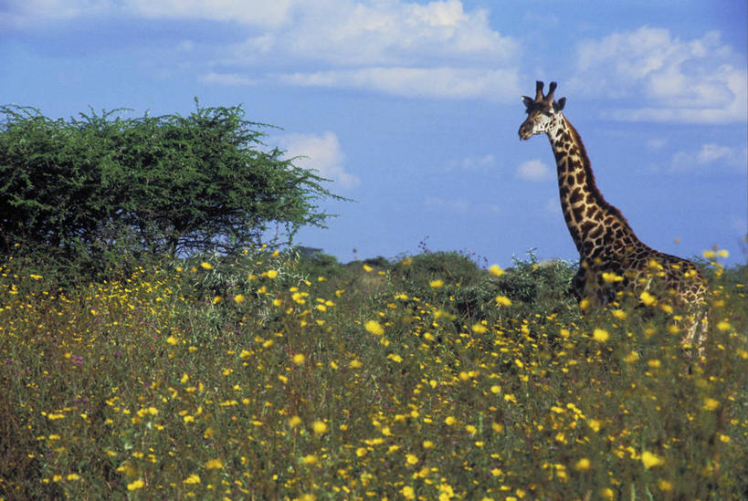 无人,公园,走,横图,室外,白天,仰视,旅游,度假,花海,花圃,美景,植物,哺乳动物,长颈鹿,野生动物,叶子,非洲,坦桑尼亚,阴影,盛开,光线,影子,景观,云,云朵,枝条,花蕾,云彩,注视,娱乐,花,花瓣,花朵,花卉,鲜花,树,树木,树枝,一只,黄色,蓝色,绿色,白云,蓝天,天空,阳光,自然,动物,花丛,花束,花田,天,花苞,花蕊,观察,看,享受,休闲,景色,放松,活泼,晴朗,观看,察看,国家公园,关注,自然风光,东非,塞伦盖蒂国家公园,坦桑尼亚联合共和国,虬枝,枝杈,晴空,步行,散步,走路,半身,彩图,低角度拍摄,塞伦盖蒂