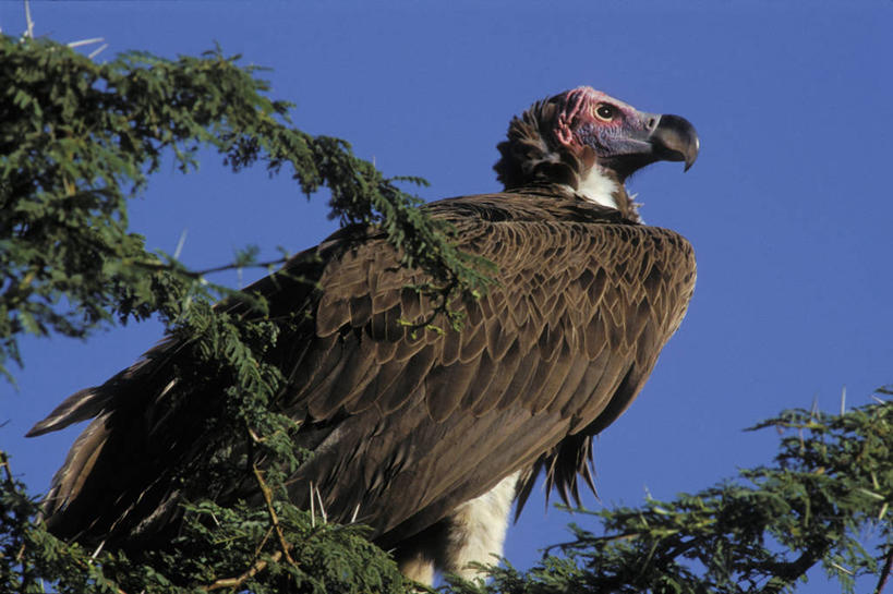 无人,公园,横图,室外,特写,白天,仰视,旅游,度假,美景,植物,鸟,野生动物,非洲,坦桑尼亚,阴影,光线,鸟类,秃鹫,影子,景观,枝条,注视,娱乐,树,树木,树枝,一只,蓝色,蓝天,天空,阳光,自然,动物,天,观察,看,享受,休闲,景色,放松,观看,察看,国家公园,关注,自然风光,凶猛,休憩,东非,塞伦盖蒂国家公园,坦桑尼亚联合共和国,憩息,虬枝,枝杈,肉垂秃鹫,残暴,凶残,座山雕,秃鹰,狗头鹫,半身,彩图,低角度拍摄,塞伦盖蒂