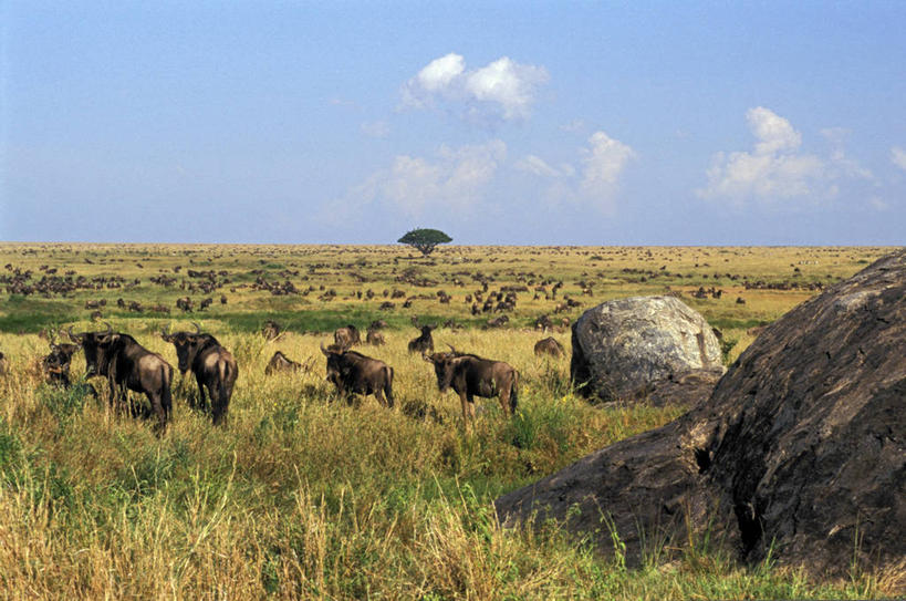 无人,公园,站,吃,横图,室外,白天,旅游,度假,草地,草原,草坪,石头,美景,植物,哺乳动物,野生动物,羊,非洲,坦桑尼亚,一堆,一群,许多,阴影,堆叠,堆积,枯萎,光线,羚羊,石子,影子,荒野,景观,旷野,云,云朵,热带,很多,云彩,注视,娱乐,草,背面,蓝色,白云,蓝天,天空,阳光,自然,动物,天,观察,看,站着,享受,休闲,景色,放松,可爱,活泼,晴朗,观看,堆,死亡,生态,察看,国家公园,关注,自然风光,原野,角马,荒原,牛羚,羚牛,扭角羚,东非,塞伦盖蒂国家公园,坦桑尼亚联合共和国,枯败,群落,生态系统,生物圈,种群,石块,晴空,嚼,食,站立,彩图,全身,塞伦盖蒂