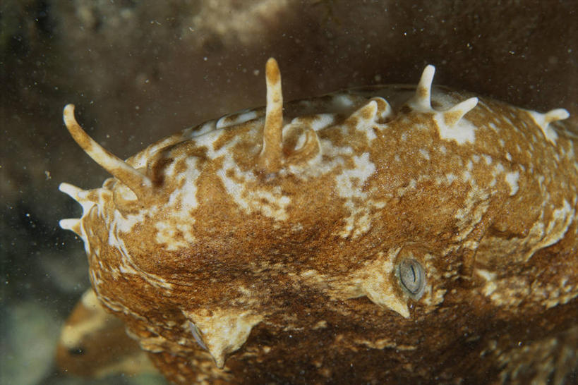 游泳,无人,横图,俯视,室外,特写,白天,旅游,度假,寂寞,海浪,海洋,礁石,石头,美景,澳大利亚,一条,阴影,光线,鱼,石子,影子,景观,浪花,娱乐,鱼类,海洋生物,阳光,自然,海水,享受,休闲,景色,放松,自然风光,水生动物,大洋洲,澳洲,水生物,海景,海底动物,南方大陆,澳大利亚联邦,泅水,拍浮,孤单,大海,风浪,海,海水的波动,礁,近岸浪,石块,岩石,涌浪,半身,彩图,高角度拍摄,寥寂