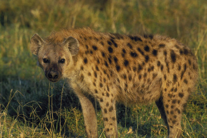 无人,公园,站,横图,室外,白天,侧面,旅游,度假,草地,草坪,美景,植物,狗,野生动物,非洲,坦桑尼亚,阴影,光线,影子,景观,注视,娱乐,草,一只,绿色,阳光,自然,动物,观察,看,站着,享受,休闲,景色,放松,毛茸茸,栖息,观看,察看,国家公园,关注,自然风光,凶猛,鬣狗,斑点土狼,斑鬣狗,东非,塞伦盖蒂国家公园,坦桑尼亚联合共和国,栖身,残暴,凶残,站立,半身,彩图,塞伦盖蒂