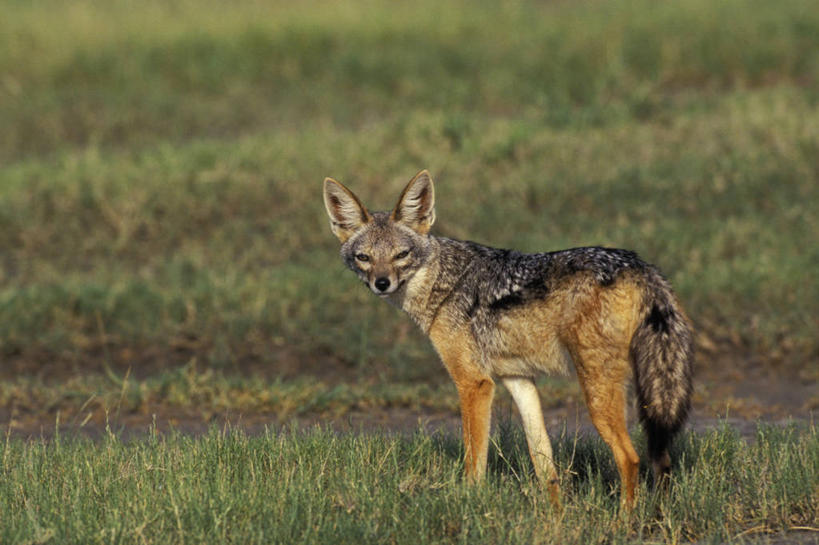 无人,公园,站,横图,室外,白天,侧面,旅游,度假,草地,草坪,美景,植物,狼,野生动物,非洲,坦桑尼亚,阴影,光线,影子,景观,泥土,土壤,扭头,注视,娱乐,草,一只,绿色,阳光,自然,动物,观察,看,站着,转头,享受,休闲,景色,放松,毛茸茸,栖息,观看,察看,国家公园,关注,自然风光,凶猛,东非,塞伦盖蒂国家公园,坦桑尼亚联合共和国,胡狼,栖身,黑背豺,黑背胡狼,残暴,凶残,灰狼,站立,彩图,全身,塞伦盖蒂,犬科动物