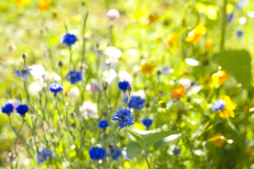 无人,横图,俯视,彩色,室外,特写,白天,旅游,度假,花海,花圃,美景,植物,叶子,加拿大,阴影,朦胧,模糊,盛开,光线,影子,景观,花蕾,娱乐,花,花瓣,花朵,花卉,鲜花,绿色,阳光,自然,花丛,花束,花田,花苞,花蕊,享受,休闲,景色,放松,北美,北美洲,自然风光,美洲,北亚美利加洲,亚美利加洲,新不伦瑞克,新不伦瑞克省,彩图,高角度拍摄,圣约翰