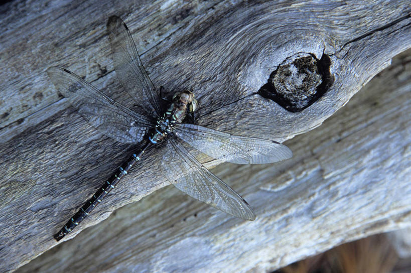 无人,横图,俯视,室外,特写,白天,旅游,度假,美景,伸展,张开,展翅,翅膀,蜻蜓,昆虫,景观,树桩,娱乐,树,树干,一只,自然,动物,享受,休闲,木桩,景色,放松,自然风光,益虫,张开翅膀,展开翅膀,停驻,彩图,高角度拍摄,全身