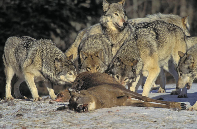 无人,站,躺,横图,室外,白天,正面,旅游,度假,美景,狼,鹿,野生动物,一群,许多,阴影,光线,捕食,影子,景观,很多,注视,娱乐,一只,阳光,自然,动物,观察,看,站着,享受,休闲,景色,放松,可爱,活泼,观看,死亡,察看,关注,自然风光,捕猎,凶猛,殒命,灭亡,卧着,残暴,凶残,灰狼,躺着,卧,站立,彩图,全身,犬科动物