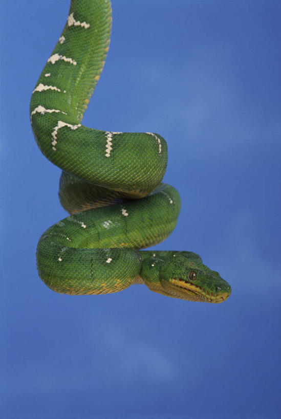 无人,竖图,室外,白天,正面,野生动物,一条,蓝色背景,弯曲,爬行动物,蛇,绿色,动物,摄影,影棚,冷血动物,凶猛,脊椎动物,长虫,残暴,凶残,半身,彩图,影棚拍摄,拍摄,冷血