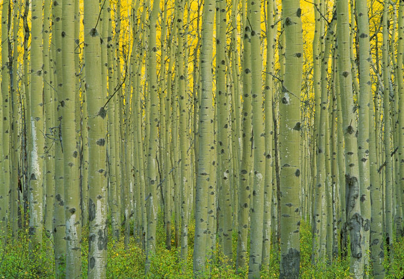 无人,横图,室外,白天,正面,旅游,度假,草地,草坪,美景,森林,树林,植物,加拿大,景观,树桩,娱乐,草,树,树木,绿色,自然,享受,休闲,木桩,景色,放松,生长,成长,北美,北美洲,自然风光,美洲,白杨,北亚美利加洲,亚美利加洲,卑诗省,不列颠哥伦比亚,不列颠哥伦比亚省,彩图