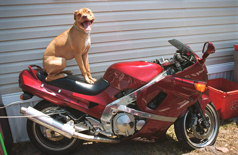 无人,坐,横图,室外,白天,正面,车库,摩托车,宠物,狗,一辆,注视,车,一只,动物,交通工具,观察,看,张嘴,可爱,观看,卷帘门,察看,关注,载具,张大嘴巴,忠诚,张开嘴,犬,坐着,彩图,全身