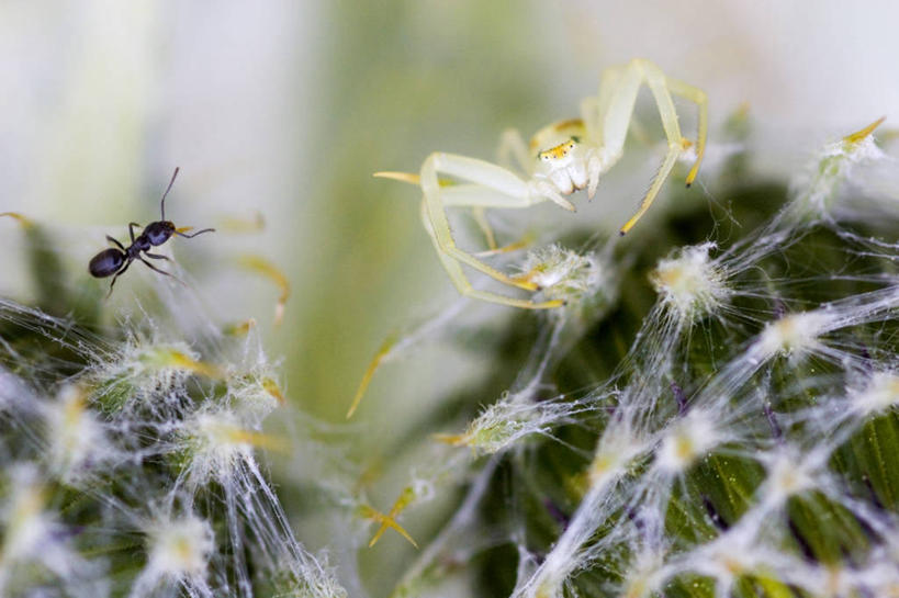 无人,横图,室外,白天,侧面,旅游,度假,美景,植物,仙人掌,野生动物,蚂蚁,火焰,景观,草药,娱乐,中药,一只,自然,动物,趴着,享受,休闲,景色,放松,可爱,活泼,自然风光,药材,中草药,中药材,本草,牛舌头,玉芙蓉,仙巴掌,火掌,霸王树,趴,彩图,全身