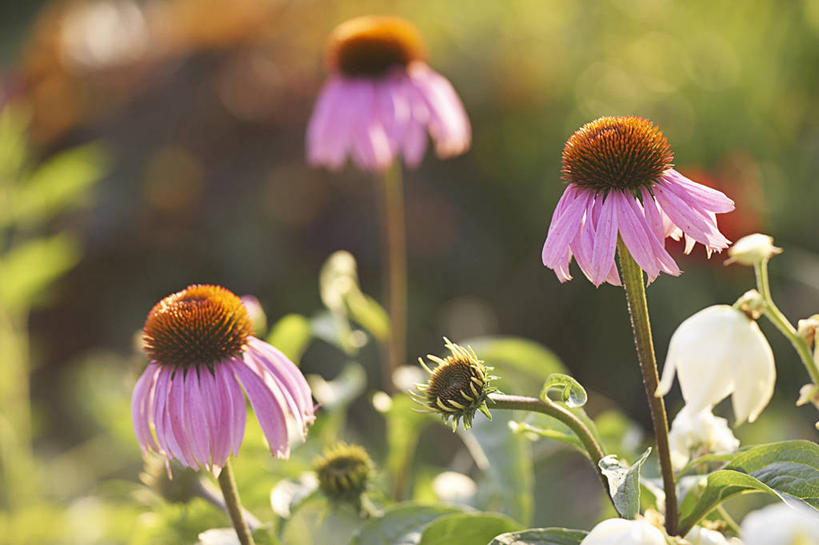 无人,横图,俯视,室外,特写,白天,旅游,度假,美景,叶子,三朵,阴影,朦胧,模糊,鲜艳,光线,影子,景观,绿叶,粉红,美丽,漂亮,娱乐,阳光,自然,享受,休闲,嫩叶,景色,放松,金花菊,优美,自然风光,摩登,艳丽,王爷葵,斑斓,标致,瑰丽,娇艳,锦绣,娟秀,俊丽,奇丽,俏丽,时兴,秀丽,肿柄菊,叶,叶片,彩图,高角度拍摄