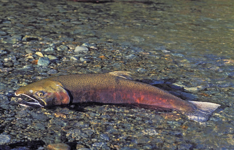 三文鱼,无人,横图,俯视,室外,白天,旅游,度假,河流,美景,沙滩,水,鲑鱼,一条,阴影,光线,沙子,影子,河岸,河水,河滩,景观,水流,沙地,娱乐,阳光,自然,享受,休闲,景色,放松,大马哈鱼,死亡,北美,自然风光,撒蒙鱼,萨门鱼,冰海之皇,鲑,马哈鱼,麻哈鱼,大麻哈鱼,殒命,灭亡,银大麻哈鱼,彩图,高角度拍摄,全身