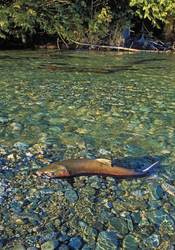 三文鱼,无人,竖图,俯视,室外,白天,旅游,度假,河流,美景,沙滩,水,植物,鲑鱼,叶子,一条,阴影,光线,沙子,影子,河岸,河水,河滩,景观,水流,绿叶,沙地,娱乐,树,树木,绿色,阳光,自然,享受,休闲,嫩叶,景色,放松,生长,成长,大马哈鱼,死亡,北美,自然风光,撒蒙鱼,萨门鱼,冰海之皇,鲑,马哈鱼,麻哈鱼,大麻哈鱼,殒命,灭亡,银大麻哈鱼,叶,叶片,彩图,高角度拍摄,全身