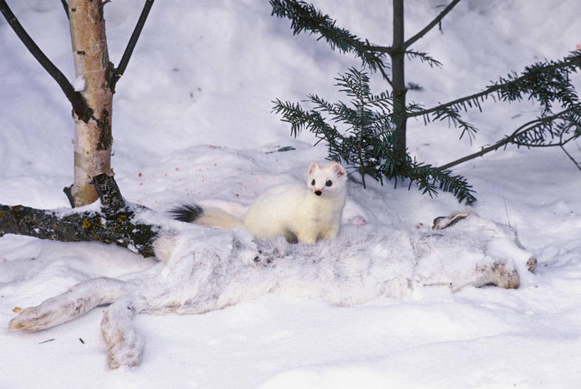 无人,站,横图,俯视,室外,白天,旅游,度假,美景,雪,植物,大雪,野生动物,叶子,许多,阴影,光线,影子,积雪,景观,雪景,冬季,冬天,绿叶,娱乐,树,树木,一只,绿色,白色,阳光,自然,动物,站着,享受,休闲,嫩叶,景色,放松,寒冷,可爱,活泼,生长,成长,皮毛,死亡,自然风光,家兔,严寒,殒命,灭亡,白鼬,扫雪鼬,叶,叶片,站立,彩图,高角度拍摄,全身