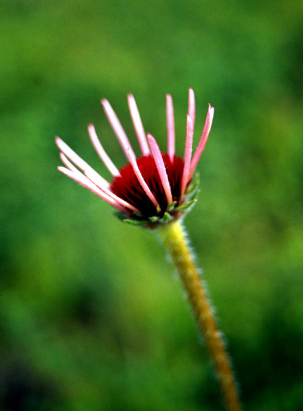 无人,竖图,俯视,室外,特写,白天,阴影,朦胧,模糊,新鲜,盛开,光线,影子,花蕾,花,花瓣,花朵,鲜花,一朵,粉色,绿色,阳光,花苞,花蕊,金花菊,青春,生命,和平,安详,王爷葵,冷色,肿柄菊,彩图,高角度拍摄