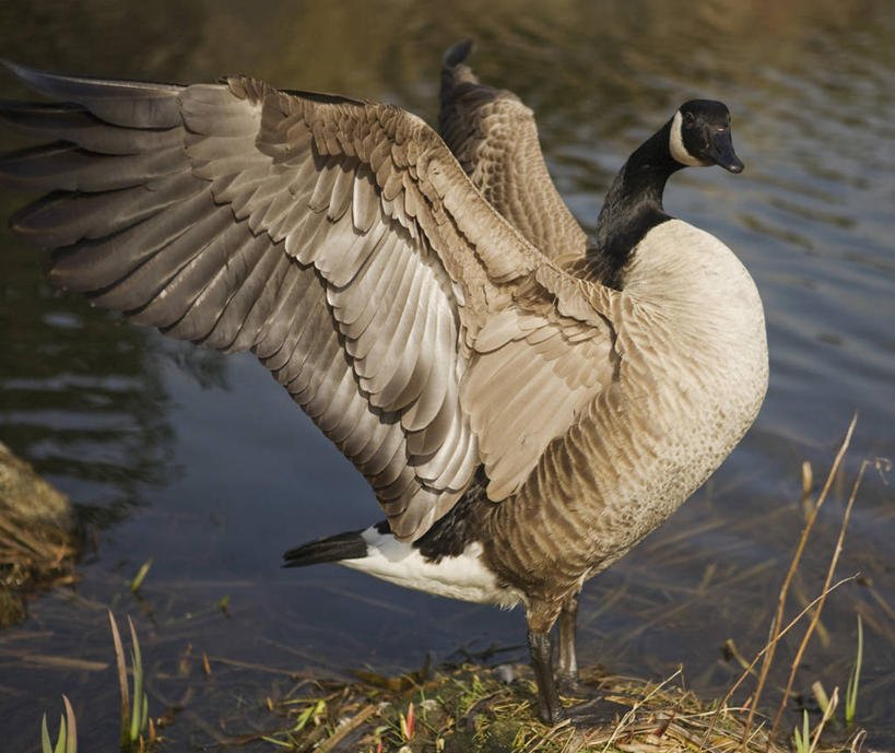 无人,站,横图,俯视,室外,白天,河流,水,植物,鸟,伸展,张开,展翅,阴影,波纹,枯萎,朦胧,模糊,光线,翅膀,鸟类,影子,河水,水流,枯草,注视,草,一只,黄色,水纹,阳光,波浪,观察,看,站着,观看,察看,雁,关注,张开翅膀,黑雁,加拿大黑雁,加拿大雁,展开翅膀,站立,彩图,高角度拍摄,全身