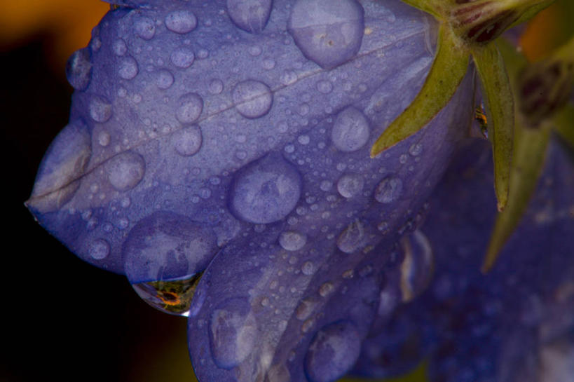 无人,横图,室外,特写,白天,正面,花海,花圃,美景,水,植物,露水,叶子,阴影,平静,盛开,透明,光线,液体,影子,景观,水滴,风铃草,花蕾,水珠,花,花瓣,花朵,花卉,鲜花,绿色,紫色,阳光,自然,花丛,花束,花田,露珠,花苞,花蕊,景色,安静,生机,宁静,静谧,剔透,自然风光,访问,蓝铃花,灵动,蓝铃草,沉静,通明,恬静,安祥,僻静,清静,太平,彩图,晶莹