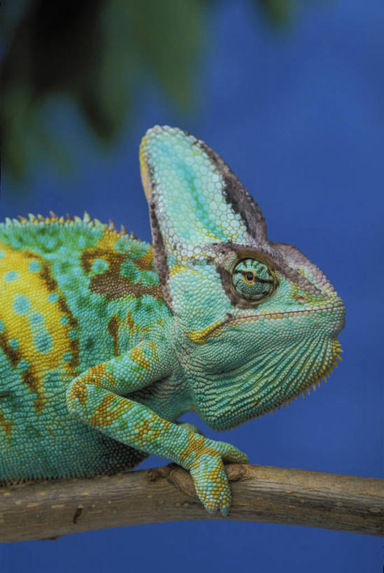 无人,竖图,室外,特写,白天,侧面,美景,植物,变色龙,野生动物,阴影,平静,光线,影子,景观,枝条,注视,树,树木,树枝,一只,蓝色,蓝天,天空,阳光,自然,动物,天,观察,看,景色,安静,栖息,晴朗,观看,宁静,察看,关注,静谧,自然风光,斑纹,万里无云,沉静,恬静,安祥,僻静,清静,太平,避役,虬枝,枝杈,栖身,晴空,晴空万里,半身,彩图