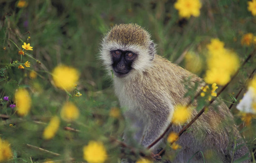 无人,坐,横图,室外,特写,白天,正面,草地,草坪,花海,花圃,美景,植物,哺乳动物,猴,野生动物,猴子,叶子,非洲,阴影,平静,盛开,光线,影子,景观,花蕾,注视,草,花,花瓣,花朵,花卉,鲜花,一只,黄色,绿色,阳光,自然,动物,花丛,花束,花田,花苞,花蕊,观察,看,景色,安静,可爱,毛茸茸,活泼,观看,宁静,察看,关注,静谧,自然风光,沉静,阿非利加洲,恬静,安祥,僻静,清静,太平,长尾叶猴,坐着,半身,彩图
