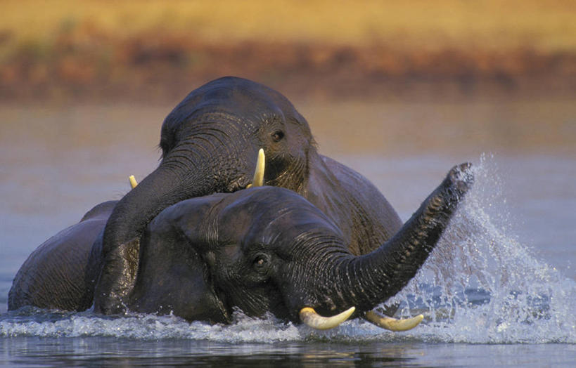 无人,横图,室外,白天,正面,草地,草坪,湖,湖泊,美景,水,植物,哺乳动物,大象,野生动物,非洲,津巴布韦,阴影,飞溅,平静,溅,光线,液体,影子,湖面,景观,泥土,水滴,水流,水面,土壤,水珠,草,绿色,阳光,自然,动物,湖水,两只,游玩,景色,安静,宁静,静谧,喷洒,自然风光,亚洲象,沉静,阿非利加洲,恬静,安祥,僻静,清静,太平,津巴布韦共和国,辛巴威,顽耍,象,玩耍,彩图,全身