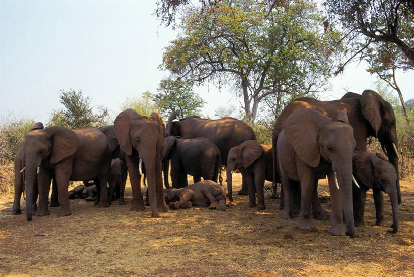 无人,站,横图,室外,白天,正面,草地,草坪,美景,植物,哺乳动物,大象,野生动物,非洲,津巴布韦,一群,许多,阴影,平静,光线,影子,景观,泥土,土壤,很多,草,树,树木,蓝色,绿色,蓝天,天空,阳光,自然,动物,天,站着,景色,安静,栖息,生长,成长,宁静,静谧,自然风光,亚洲象,沉静,阿非利加洲,恬静,安祥,僻静,清静,太平,津巴布韦共和国,辛巴威,栖身,象,站立,彩图,全身