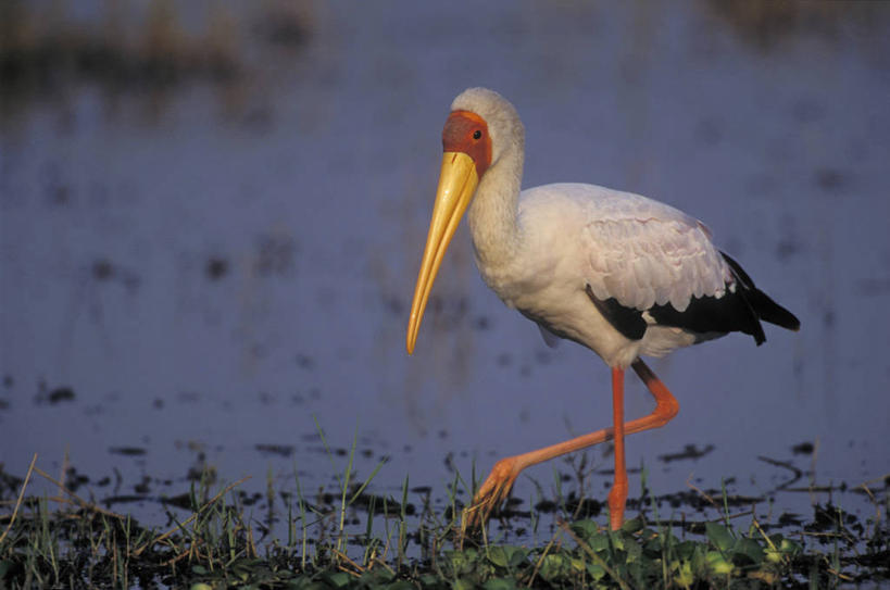 无人,站,横图,室外,白天,侧面,草地,草坪,河流,美景,水,植物,鸟,羽毛,非洲,津巴布韦,阴影,轻盈,柔软,平静,光线,鸟类,影子,河水,景观,泥土,水流,土壤,草,一只,黄色,绿色,白色,阳光,自然,站着,景色,安静,栖息,宁静,鹳,静谧,自然风光,白鹳,轻柔,沉静,阿非利加洲,恬静,安祥,僻静,清静,太平,津巴布韦共和国,辛巴威,栖身,站立,彩图,全身