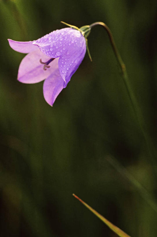 无人,竖图,室外,特写,白天,正面,爱情,旅游,度假,幸福,美景,加拿大,阴影,朦胧,模糊,盛开,光线,影子,景观,粉红色,风铃草,粉红,浪漫,花蕾,娱乐,花,花瓣,花朵,鲜花,一朵,粉色,阳光,自然,花苞,花蕊,享受,休闲,健康,景色,放松,可爱,活泼,青春,满足,甜美,北美,北美洲,时髦,自然风光,美洲,温柔,纯真,访问,蓝铃花,北亚美利加洲,亚美利加洲,蓝铃草,彩图