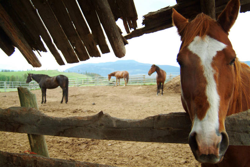 脸,头,脸颊,无人,栏杆,站,横图,室外,白天,正面,旅游,度假,草地,草坪,美景,森林,山,山脉,树林,植物,马,野生动物,加拿大,阴影,光线,影子,景观,山峰,云,云朵,围栏,棕色,山峦,云彩,注视,娱乐,护栏,草,树,树木,四匹,蓝色,绿色,白色,白云,蓝天,天空,阳光,自然,动物,群山,天,观察,看,站着,享受,休闲,景色,放松,运输,牲畜,生长,成长,观看,马棚,连绵,察看,北美,北美洲,绵延,关注,自然风光,美洲,北亚美利加洲,亚美利加洲,联贯,头部,脸部,脸蛋,面部,站立,半身,彩图