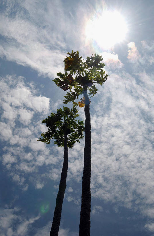 无人,竖图,室外,白天,仰视,美景,太阳,植物,哥斯达黎加,阴影,高耸,平静,光线,影子,景观,云,云朵,云彩,树,树木,蓝色,绿色,白云,蓝天,天空,阳光,自然,天,景色,安静,生长,晴朗,成长,宁静,北美,北美洲,静谧,自然风光,美洲,北亚美利加洲,亚美利加洲,沉静,哥斯达黎加共和国,恬静,安祥,僻静,清静,太平,挺拔,晴空,彩图,低角度拍摄