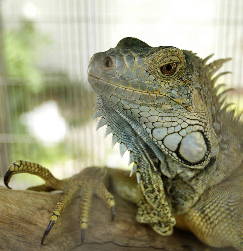 无人,竖图,室外,特写,白天,侧面,美景,植物,野生动物,蜥蜴,阴影,朦胧,模糊,平静,光线,鬣蜥,影子,景观,枝条,注视,树,树木,树枝,阳光,自然,动物,观察,看,趴着,景色,安静,栖息,观看,宁静,一支,察看,关注,静谧,自然风光,绿鬣蜥,石龙子,泉龙,猪婆蛇,四脚蛇,沉静,蜴,恬静,安祥,僻静,清静,太平,虬枝,枝杈,栖身,趴,半身,彩图