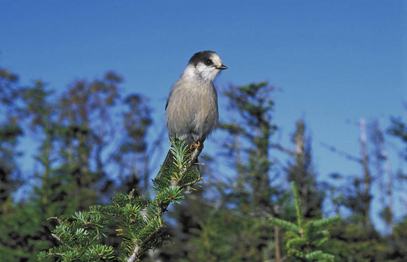 无人,公园,横图,室外,白天,仰视,旅游,度假,美景,植物,鸟,加拿大,阴影,朦胧,模糊,光线,鸟类,影子,景观,枝条,扭头,注视,娱乐,树,树木,树枝,一只,蓝色,蓝天,天空,阳光,自然,天,观察,看,转头,享受,休闲,景色,放松,栖息,晴朗,观看,察看,北美,北美洲,国家公园,关注,自然风光,美洲,休憩,万里无云,北亚美利加洲,亚美利加洲,格罗斯莫讷国家公园,纽芬兰,憩息,虬枝,枝杈,栖身,晴空,晴空万里,彩图,低角度拍摄,全身,格罗摩恩国家公园,格罗莫讷国家公园,格罗斯莫恩国家公园,纽芬兰.拉布拉多,纽芬兰.拉布拉多省,纽芬兰岛