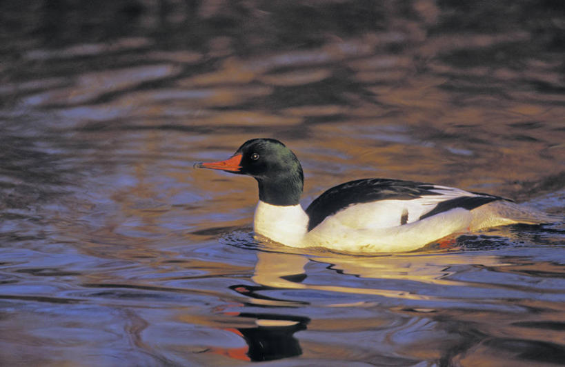 游泳,无人,横图,室外,白天,侧面,河流,美景,水,鸟,阴影,光线,鸟类,鸭,影子,河水,景观,水流,注视,家禽,一只,倒影,阳光,自然,动物,观察,看,景色,牲畜,观看,察看,倒映,关注,自然风光,秋沙鸭,普通秋沙鸭,莎鸭,反照,彩图,全身