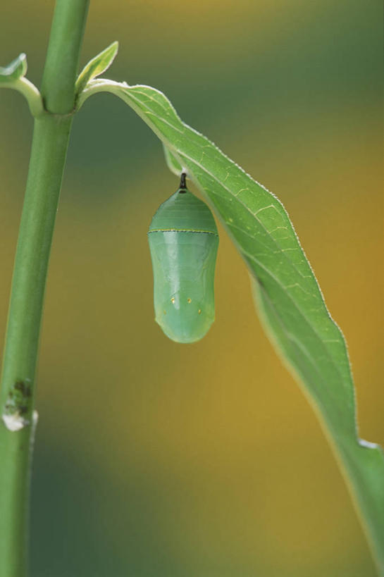 无人,竖图,室外,特写,白天,侧面,美景,蝴蝶,叶子,阴影,朦胧,模糊,光线,昆虫,影子,景观,茎,绿叶,一只,阳光,自然,动物,嫩叶,景色,茧,黑脉金斑蝶,自然风光,益虫,帝王蝶,大桦斑蝶,黑脉桦斑蝶,停驻,叶,叶片,彩图,全身