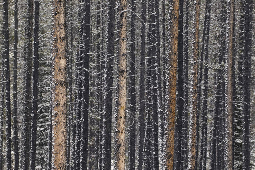 无人,公园,横图,室外,白天,正面,旅游,度假,美景,森林,树林,植物,松树,加拿大,枯萎,景观,树桩,娱乐,树,树干,树木,自然,享受,休闲,木桩,景色,放松,生长,成长,死亡,北美,北美洲,国家公园,自然风光,坚定,美洲,阿尔伯塔省,阿尔伯塔,北亚美利加洲,亚美利加洲,长寿,贞洁,艾伯塔,艾伯塔省,贾斯珀国家公园,枯败,亚伯达,彩图,黑松,阿省,艾省,亚伯达省,亚省