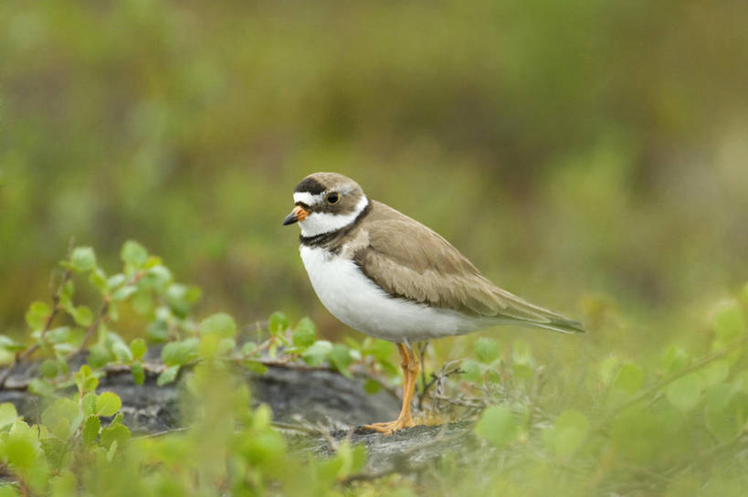 无人,站,横图,室外,白天,侧面,美景,植物,鸟,野生动物,阴影,朦胧,模糊,光线,鸟类,影子,景观,注视,一只,绿色,阳光,自然,动物,观察,看,站着,景色,可爱,活泼,生长,成长,观看,察看,关注,自然风光,半蹼鸻,站立,彩图,全身