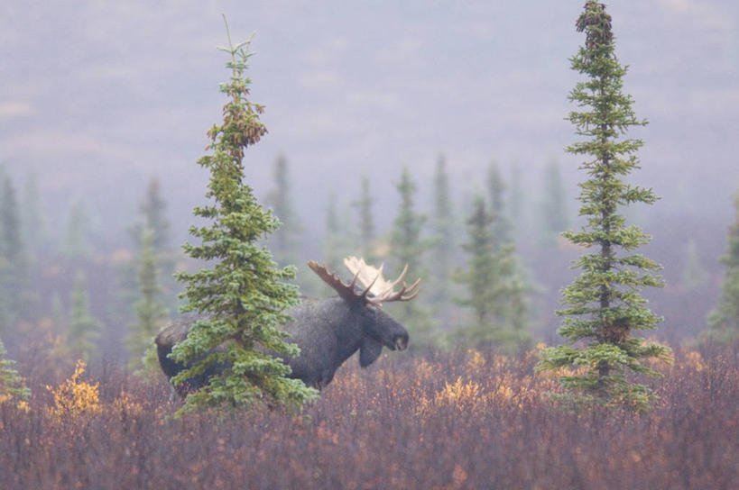 无人,站,横图,室外,白天,侧面,旅游,度假,美景,秋季,植物,雾,哺乳动物,鹿,野生动物,美国,朦胧,模糊,围绕,景观,注视,娱乐,树,树木,一只,蓝色,绿色,蓝天,天空,自然,动物,天,观察,看,站着,享受,休闲,景色,放松,可爱,活泼,缭绕,生长,晴朗,成长,观看,迷雾,察看,北美,北美洲,国家公园,关注,自然风光,驼鹿,美洲,旋绕,阿拉斯加,阿拉斯加州,万里无云,北亚美利加洲,亚美利加洲,最后的边疆,午夜阳光之地,萦绕,罕达犴,堪达犴,德纳里国家公园,回绕,大雾,晴空,晴空万里,秋,秋天,站立,彩图,全身