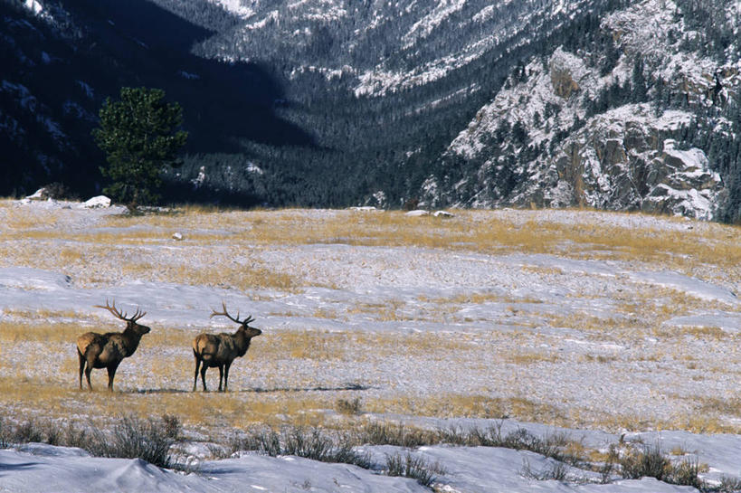 无人,公园,站,横图,室外,白天,侧面,旅游,度假,美景,山,雪,雪山,植物,大雪,哺乳动物,鹿,野生动物,美国,枯萎,冰,积雪,景观,山峰,雪景,冬季,冬天,枯草,山峦,扭头,注视,娱乐,草,黄色,自然,动物,观察,看,站着,转头,两只,享受,休闲,景色,放松,寒冷,可爱,活泼,观看,察看,冰冷,北美,北美洲,国家公园,关注,自然风光,美洲,科罗拉多州,科罗拉多,北亚美利加洲,亚美利加洲,严寒,冰凉,酷寒,凛冽,凛凛,极冷,百年州,八叉鹿,赤鹿,红鹿,黄臀赤鹿,洛基山国家公园,美国落矶山国家公园,马鹿,站立,彩图,全身,落基山马鹿,马鹿落基山亚种,落基山国家公园