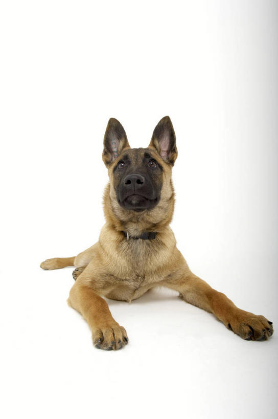 无人,竖图,室内,白天,白色背景,正面,宠物,狗,注视,一只,动物,观察,看,可爱,摄影,影棚,牧羊犬,观看,察看,德国牧羊犬,关注,忠诚,德国狼犬,黑背,犬,抬头,仰头,彩图,全身,影棚拍摄,拍摄