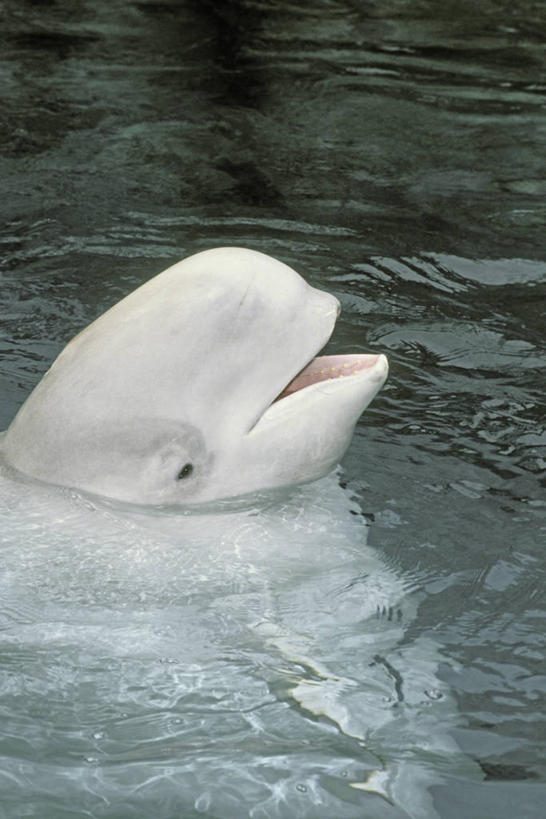 游泳,头,无人,竖图,俯视,室外,特写,白天,美景,哺乳动物,鲸鱼,一条,阴影,波纹,光线,影子,景观,水池,涟漪,海洋生物,水纹,阳光,自然,波浪,景色,鲸,自然风光,水生动物,白鲸,水生物,海底动物,水晕,泅水,贝鲁卡鲸,拍浮,头部,半身,彩图,高角度拍摄