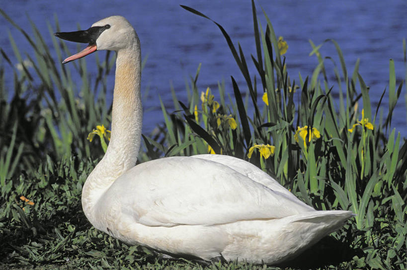 无人,坐,横图,室外,白天,侧面,草地,草坪,湖,湖泊,美景,水,鸟,野生动物,天鹅,叶子,羽毛,加拿大,许多,阴影,波纹,轻盈,柔软,盛开,光线,鸟类,影子,湖面,景观,水流,水面,绿叶,涟漪,花蕾,草,花,花瓣,花朵,鲜花,一只,黄色,白色,水纹,阳光,自然,动物,波浪,湖水,花苞,花蕊,张嘴,嫩叶,景色,可爱,北美,北美洲,自然风光,美洲,张大嘴巴,水晕,轻柔,北亚美利加洲,亚美利加洲,黑嘴天鹅,哑音天鹅,叶,叶片,张开嘴,鹄,坐着,彩图,全身