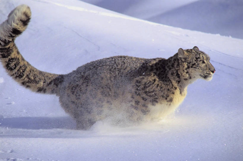 无人,跑,横图,室外,白天,侧面,锻炼,运动,美景,雪,大雪,野生动物,一堆,阴影,堆叠,堆积,光线,影子,积雪,景观,雪景,冬季,冬天,注视,一只,阳光,自然,动物,观察,看,景色,寒冷,观看,堆,察看,关注,自然风光,雪豹,凶猛,严寒,草豹,残暴,体育,凶残,跑步,彩图,全身,健身