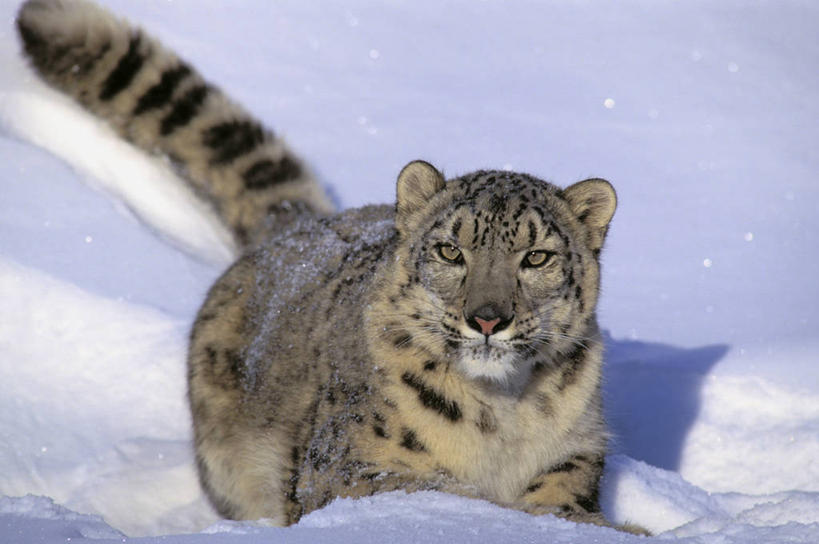 无人,跑,横图,室外,白天,正面,锻炼,运动,美景,雪,大雪,野生动物,一堆,阴影,堆叠,堆积,光线,影子,积雪,景观,雪景,冬季,冬天,注视,一只,阳光,自然,动物,观察,看,景色,寒冷,观看,堆,察看,关注,自然风光,雪豹,凶猛,严寒,草豹,残暴,体育,凶残,跑步,半身,彩图,健身