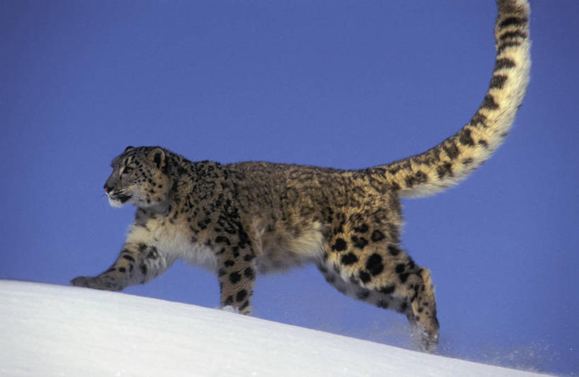 无人,跑,横图,室外,白天,侧面,锻炼,运动,美景,雪,大雪,野生动物,一堆,阴影,堆叠,堆积,光线,影子,积雪,景观,雪景,冬季,冬天,注视,一只,蓝色,蓝天,天空,阳光,自然,动物,天,观察,看,景色,寒冷,晴朗,观看,堆,察看,关注,自然风光,雪豹,凶猛,万里无云,严寒,草豹,残暴,体育,凶残,晴空,晴空万里,跑步,半身,彩图,健身