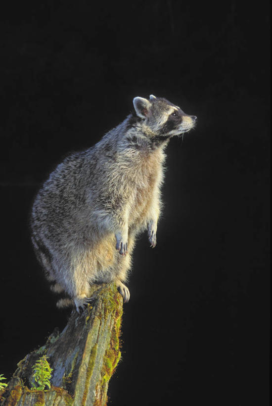 无人,站,竖图,室外,夜晚,侧面,美景,植物,野生动物,阴影,黑色背景,朦胧,模糊,光线,影子,景观,青苔,苔藓,枝条,注视,树,树木,树枝,一只,阳光,自然,动物,观察,看,站着,景色,可爱,活泼,观看,察看,关注,自然风光,浣熊,白鼻豿,虬枝,枝杈,站立,彩图,全身