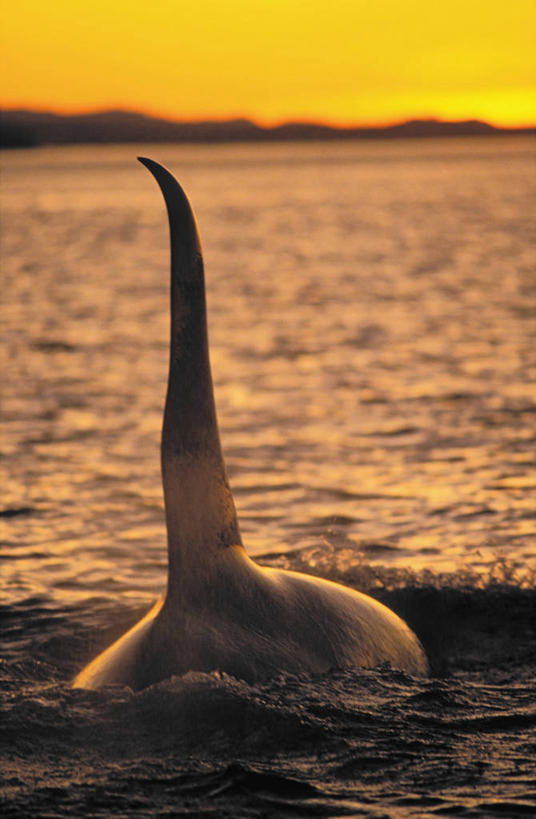 游泳,无人,竖图,室外,白天,正面,美景,日落,山,山脉,哺乳动物,鲸鱼,加拿大,一条,平静,虎鲸,杀人鲸,景观,山峰,晚霞,霞光,落日,山峦,海洋生物,自然,黄昏,动物,群山,景色,彩霞,安静,鲸,宁静,北美,北美洲,静谧,自然风光,水生动物,美洲,水生物,凶猛,海底动物,逆戟鲸,北亚美利加洲,亚美利加洲,沉静,泅水,鲸类,恬静,安祥,僻静,清静,太平,卑诗省,不列颠哥伦比亚,不列颠哥伦比亚省,夕照,拍浮,残暴,凶残,夕阳,半身,彩图,斜阳