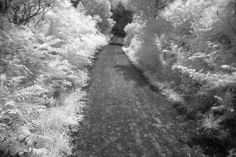 无人,横图,俯视,黑白,室外,白天,旅游,度假,草地,草坪,美景,植物,道路,路,加拿大,一排,阴影,整齐,光线,影子,景观,小路,交通,娱乐,草,树,树木,排列,绿色,阳光,自然,享受,休闲,景色,放松,乡间小路,生长,成长,北美,北美洲,队列,自然风光,美洲,新斯科舍,北亚美利加洲,亚美利加洲,新斯科舍省,高角度拍摄,诺省,斯高沙省,新省,新斯高沙省,新斯科细亚省